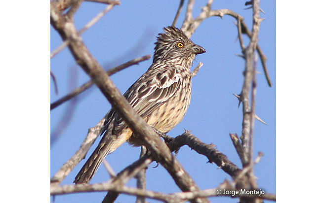 peruvian_plantcutter