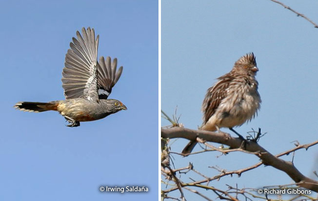 peruvian_plantcutter