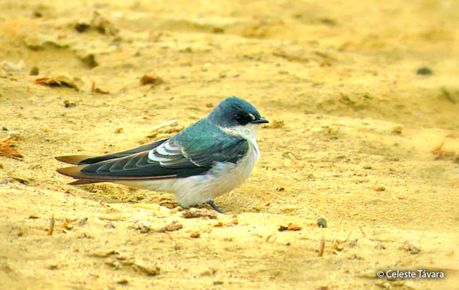 tumbes_swallow