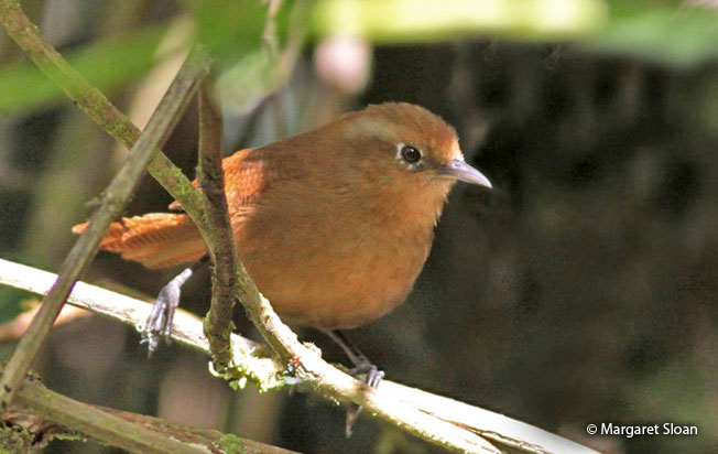 peruvian_wren