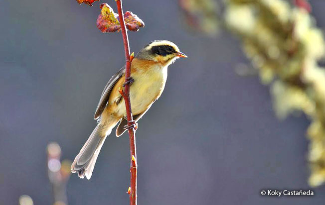 plain-tailed_warbling-finch