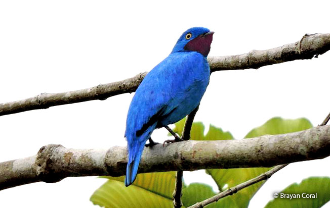 plum-throated_cotinga