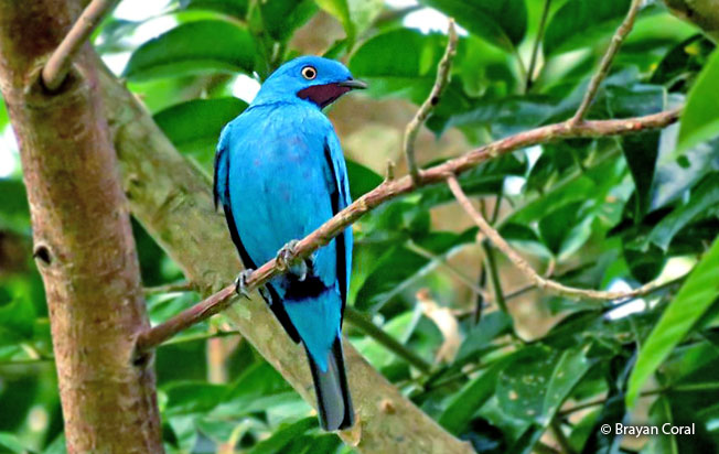plum-throated_cotinga