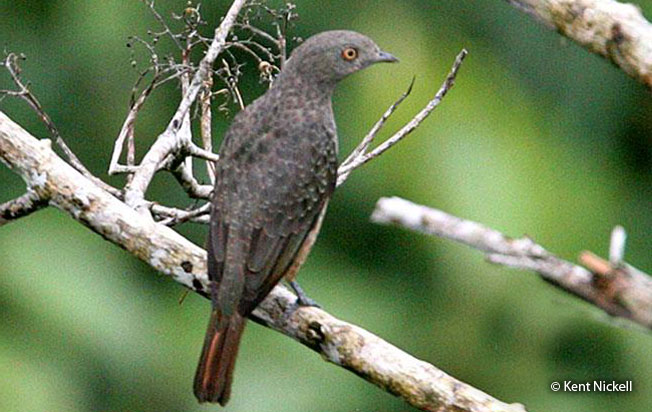 plum-throated_cotinga