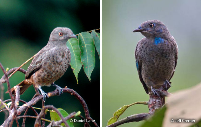 plum-throated_cotinga