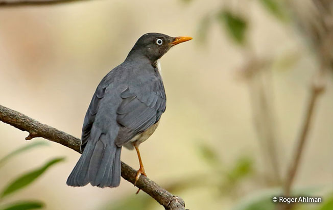 plumbeous_backed_thrush