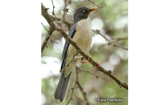 plumbeous_backed_thrush