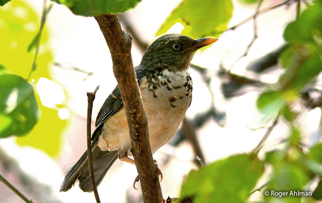 plumbeous_backed_thrush