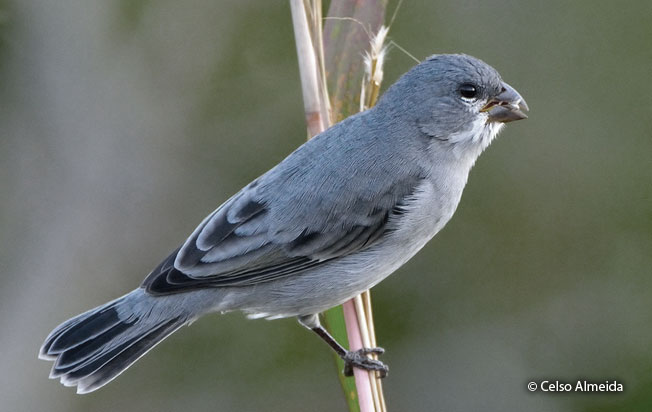 plumbeous_seedeater