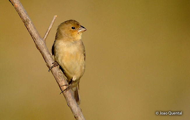 plumbeous_seedeater