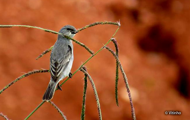 plumbeous_seedeater