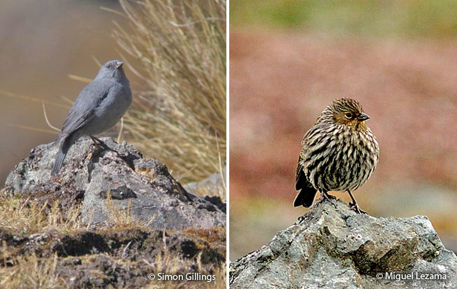 plumbeous_sierra-finch