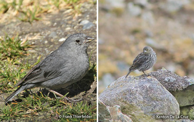 plumbeous_sierra-finch