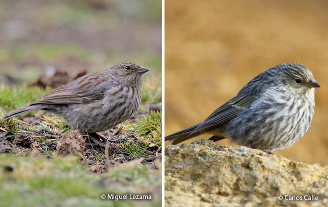 plumbeous_sierra-finch