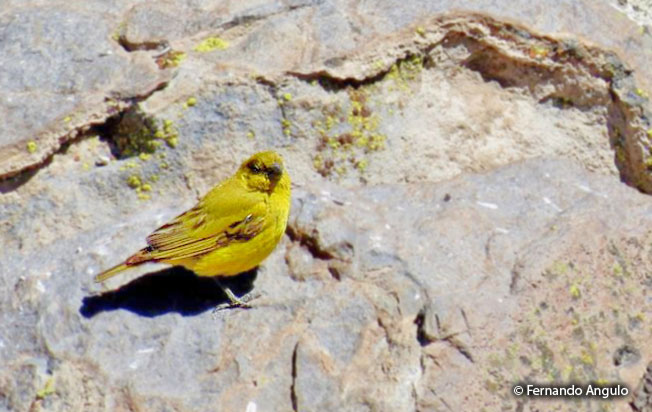 puna_yellow-finch