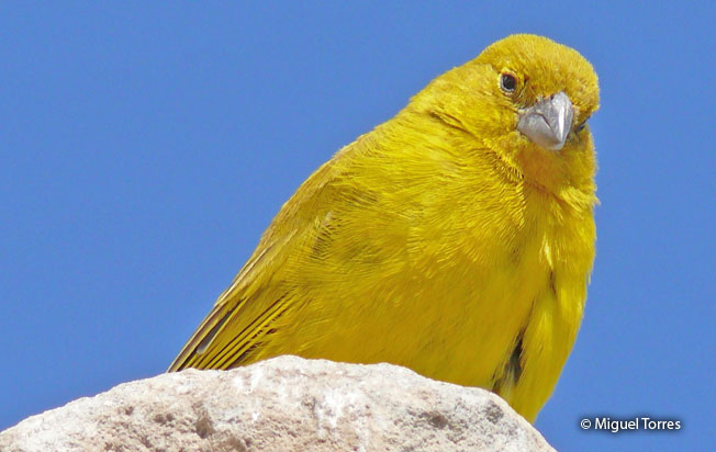 puna_yellow-finch