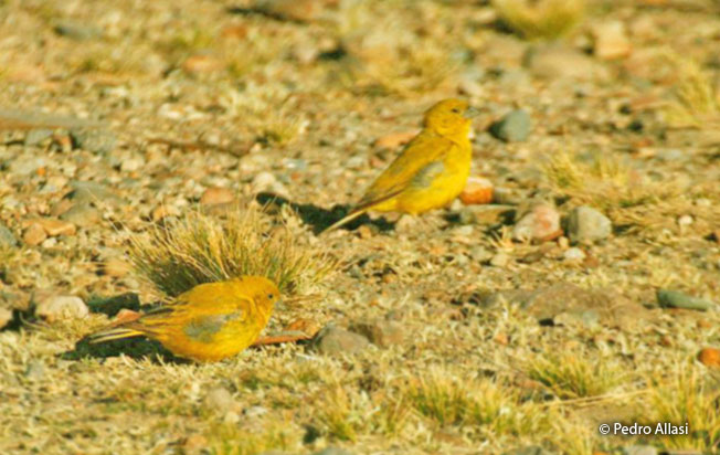 puna_yellow-finch