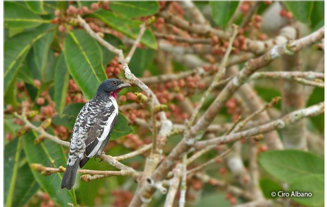 purple-throated_cotinga