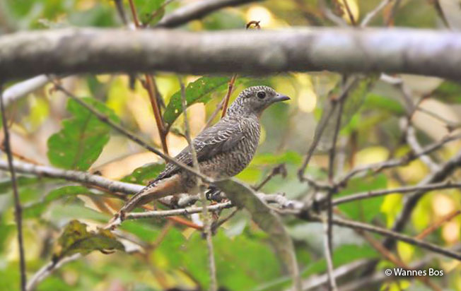 purple-throated_cotinga