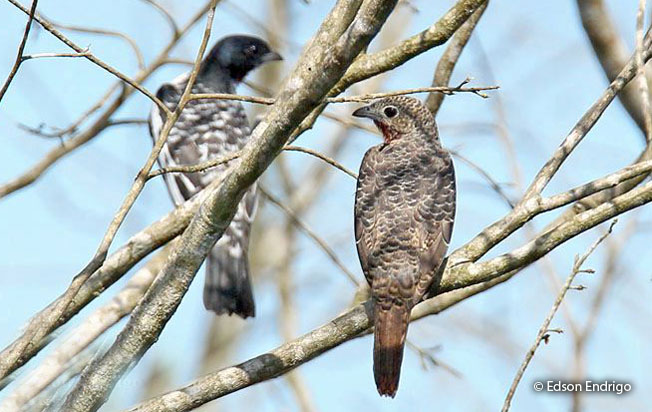 purple-throated_cotinga