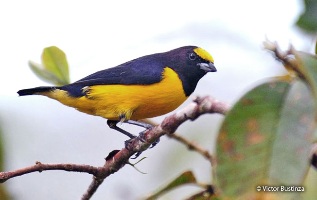 purple-throated_euphonia