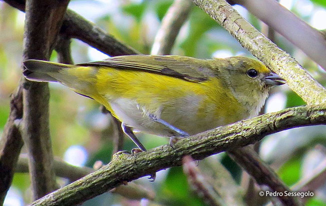 purple-throated_euphonia
