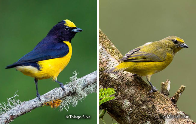 purple-throated_euphonia