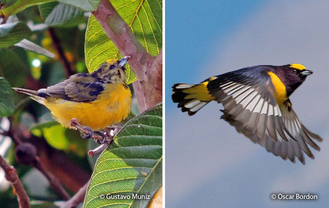 purple-throated_euphonia