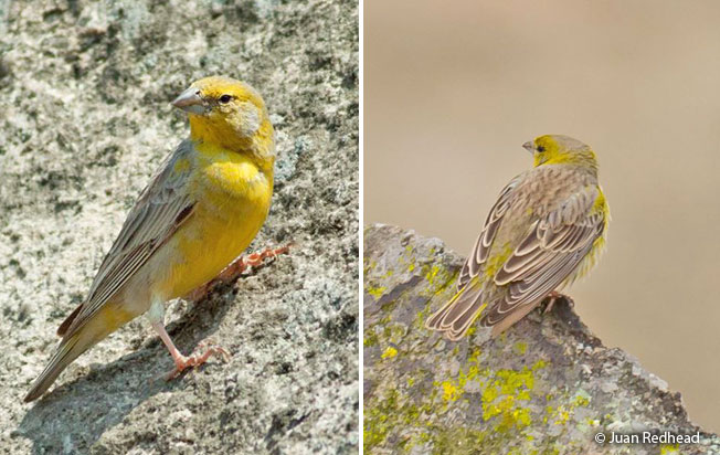 raimondi's_yellow-finch