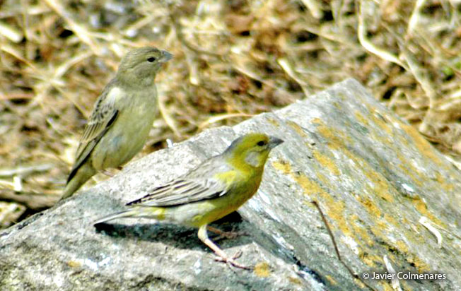 raimondi's_yellow-finch