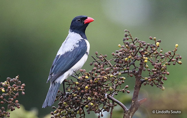 red-billed_pied_tanager