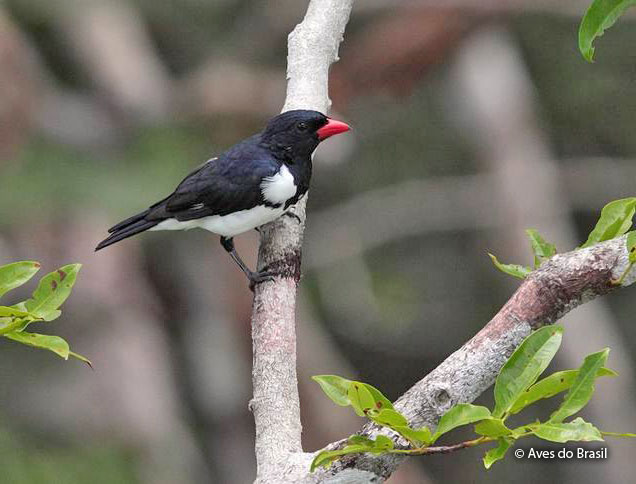 red-billed_pied_tanager