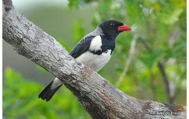 red-billed_pied_tanager