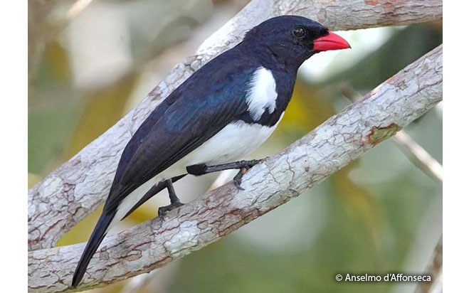 red-billed_pied_tanager