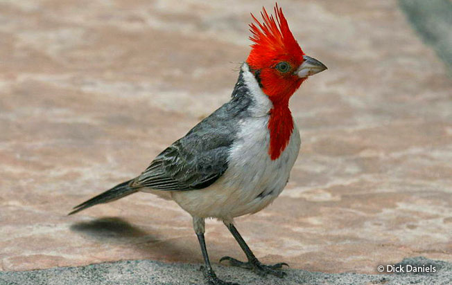 red-crested_cardinal