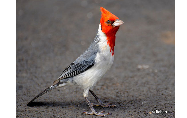 red-crested_cardinal