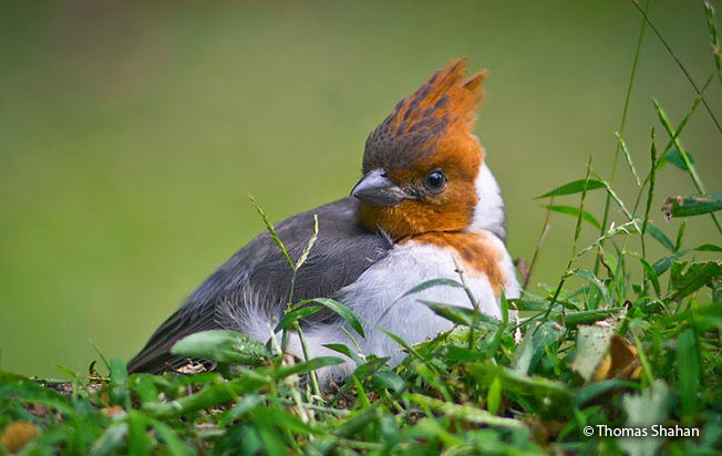 red-crested_cardinal