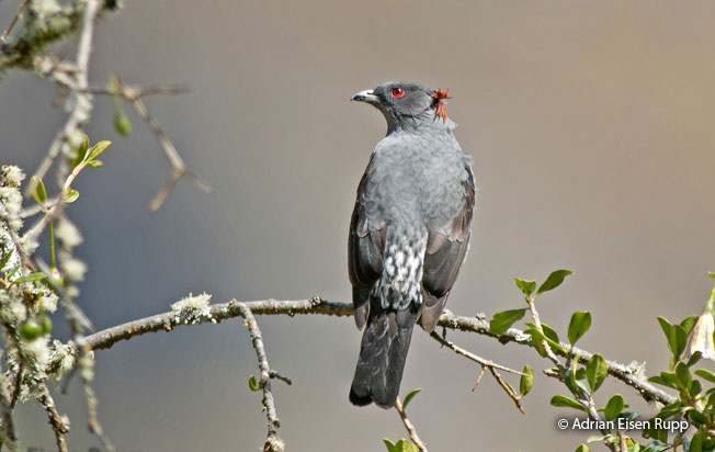 red-crested_cotinga