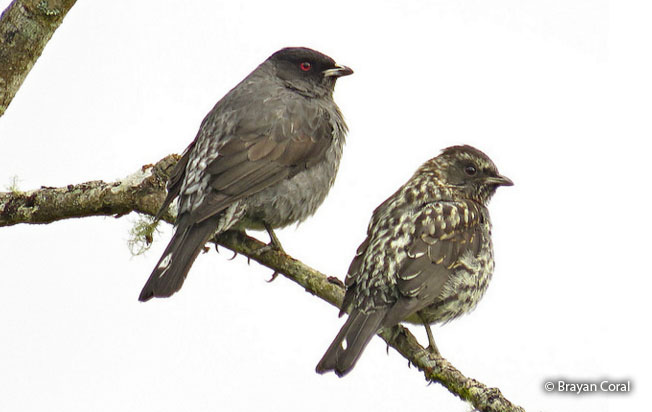 red-crested_cotinga