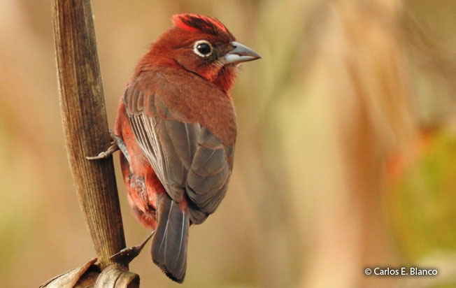 red-crested_finch