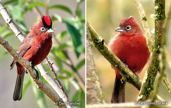 red-crested_finch