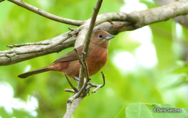 red-crested_finch