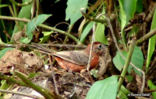 red-crested_finch