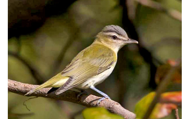 red-eyed_vireo