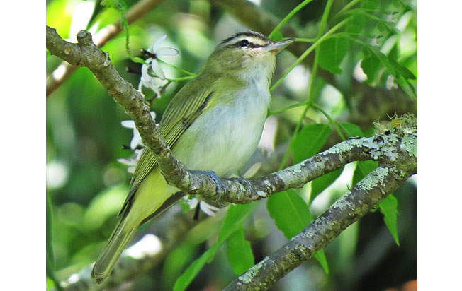 red-eyed_vireo