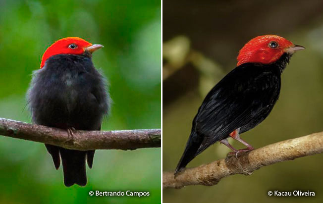 red-headed_manakin