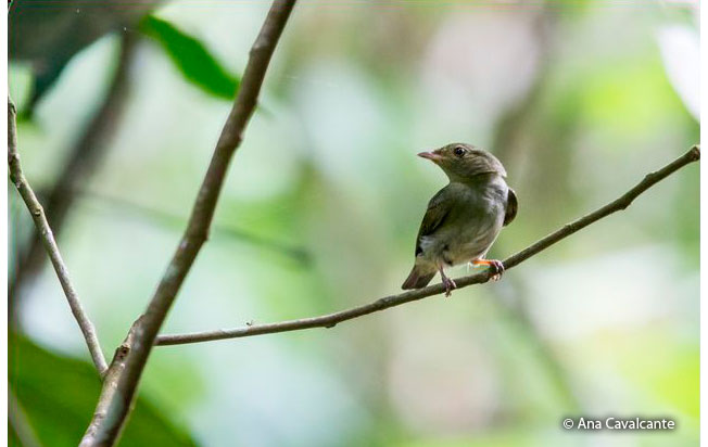 red-headed_manakin