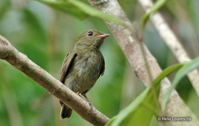 red-headed_manakin