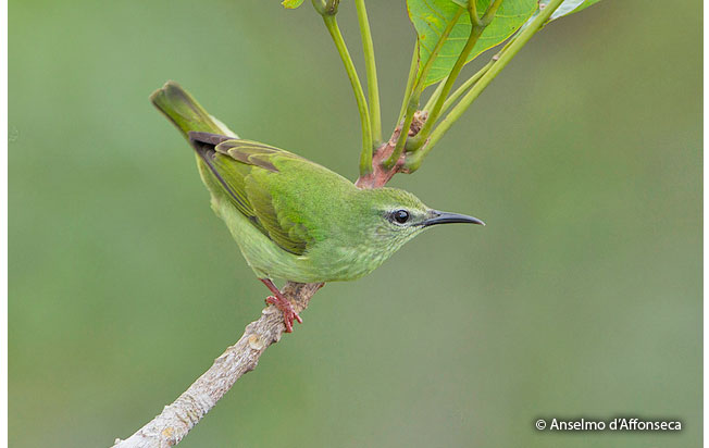 red-legged_honeycreeper