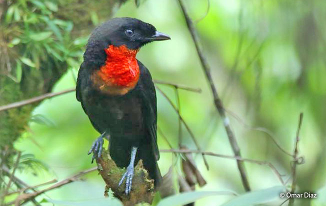 red-ruffed_fruitcrow